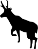antelope.png
