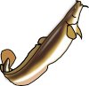 burbot.png