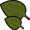 malabar_spinach.png