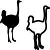 ostrich.png