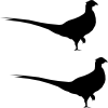 pheasant.png