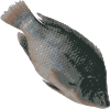 tilapia.png