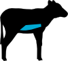 veal_breast.png