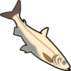 whitefish.png