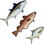 fish.png