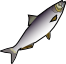 herring.png